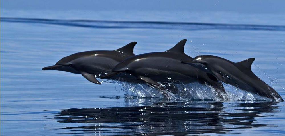 Whales and dolphins