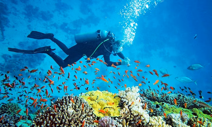 Snorkelling and diving