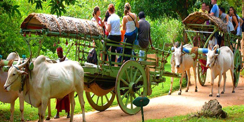 Farm experiences